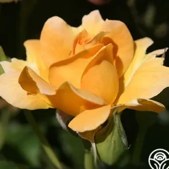 Honey Perfume™><noscript><img width=
