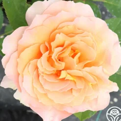Honey Perfume™><noscript><img width=