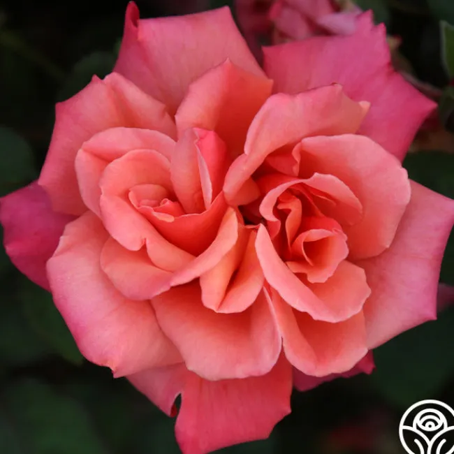 Honeysweet>Heirloom Roses Clearance