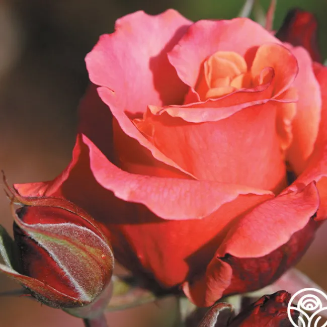 Honeysweet>Heirloom Roses Clearance
