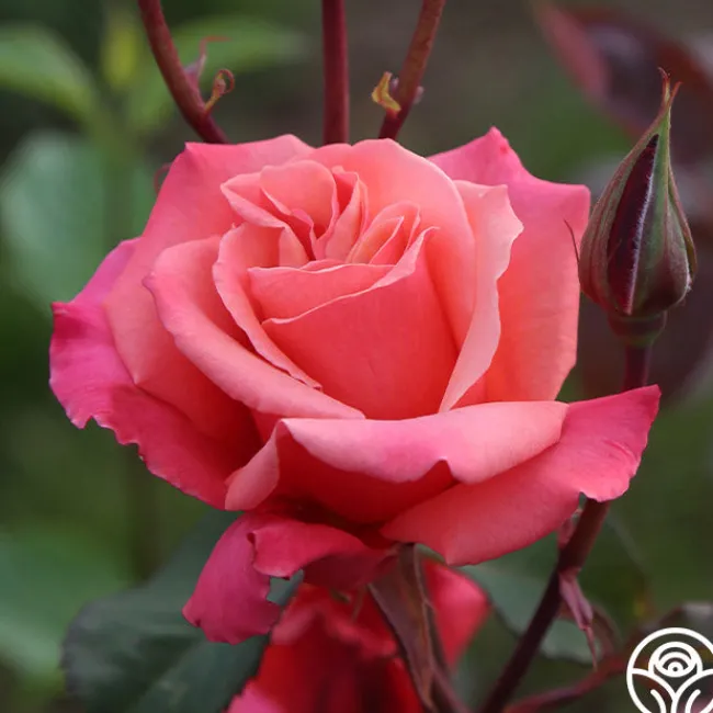 Honeysweet>Heirloom Roses Clearance