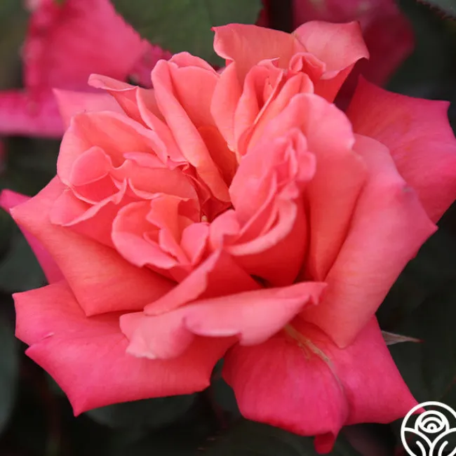 Honeysweet>Heirloom Roses Clearance