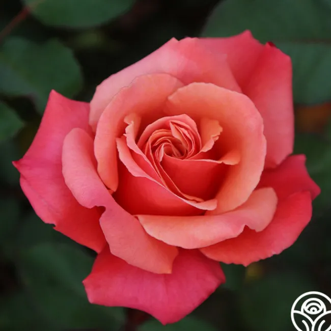 Honeysweet>Heirloom Roses Clearance