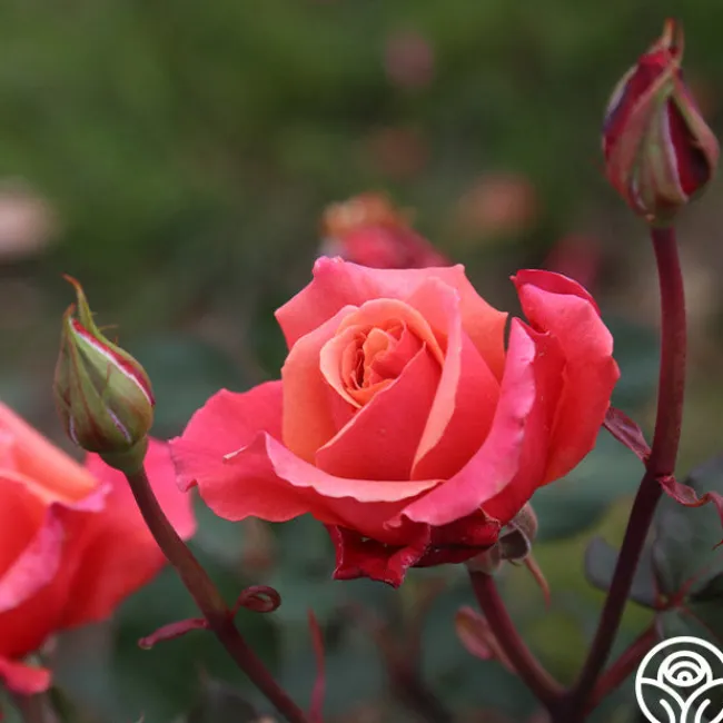 Honeysweet>Heirloom Roses Clearance