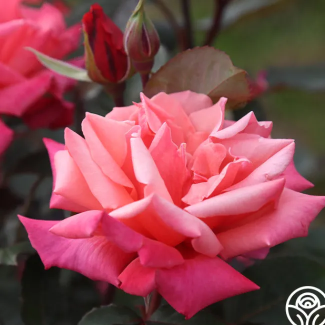 Honeysweet>Heirloom Roses Clearance