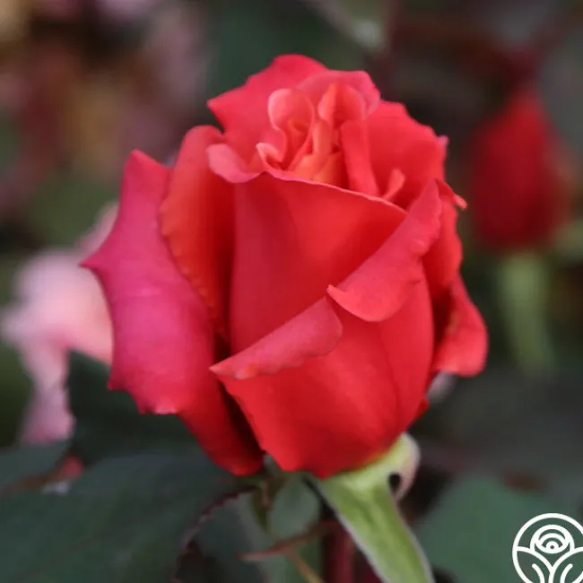 Honeysweet>Heirloom Roses Clearance