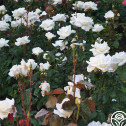 Honor™><noscript><img width=