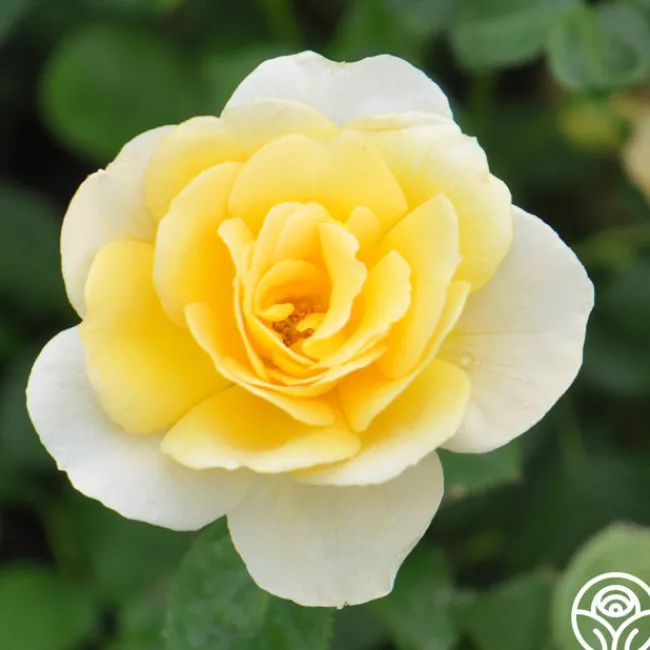 Honor Elizabeth™>Heirloom Roses Clearance