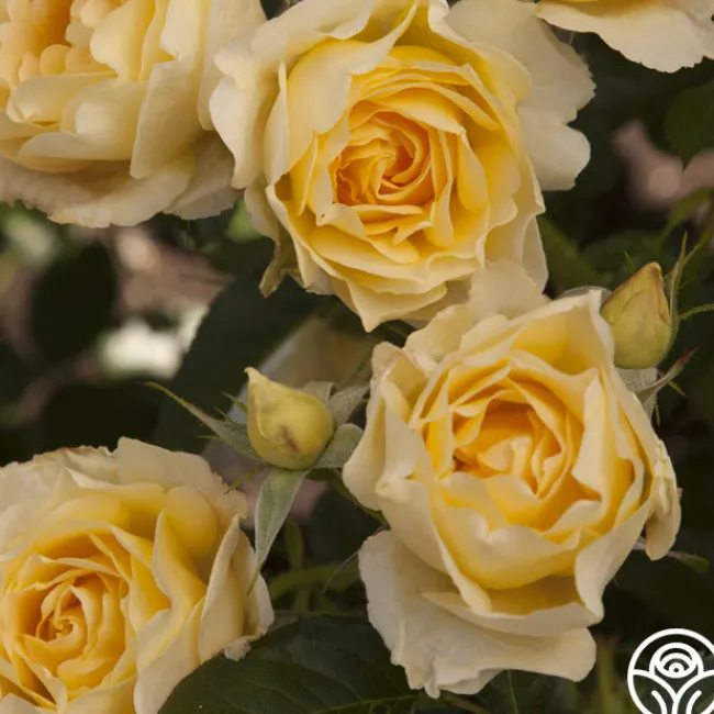 Honor Elizabeth™>Heirloom Roses Clearance