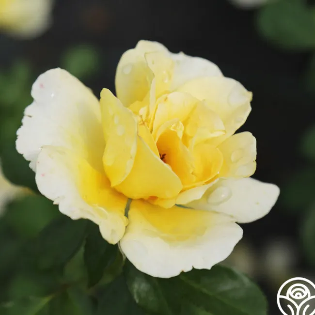 Honor Elizabeth™>Heirloom Roses Clearance