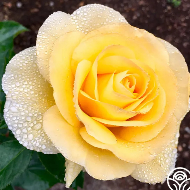 Honor Elizabeth™>Heirloom Roses Clearance