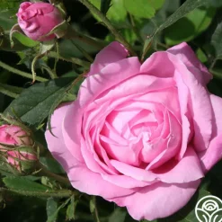 Honorine de Brabant><noscript><img width=