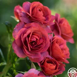 Hot Cocoa™>Heirloom Roses Clearance