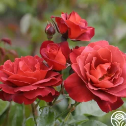 Hot Cocoa™>Heirloom Roses Clearance