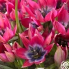Humilis Little Beauty>Heirloom Roses Sale