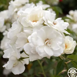 Iceberg®>Heirloom Roses Best
