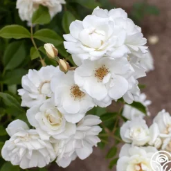 Iceberg®>Heirloom Roses Best
