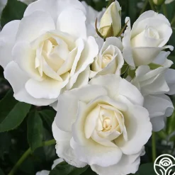 Iceberg®><noscript><img width=