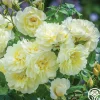 Imogen>Heirloom Roses Sale