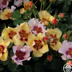 In Your Eyes™>Heirloom Roses New
