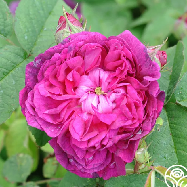 Indigo>Heirloom Roses Sale