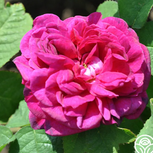 Indigo>Heirloom Roses Sale