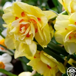 Innovator>Heirloom Roses