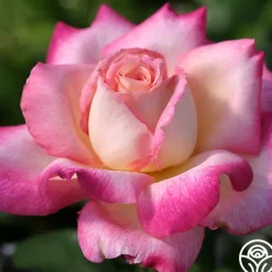 Iowa Belle>Heirloom Roses