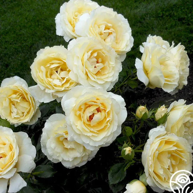 Irish Hope™>Heirloom Roses New