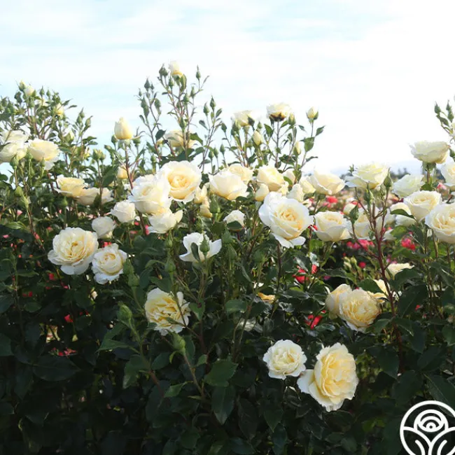 Irish Hope™>Heirloom Roses New