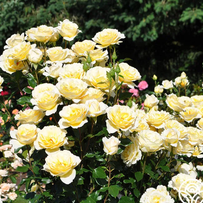 Irish Hope™>Heirloom Roses New