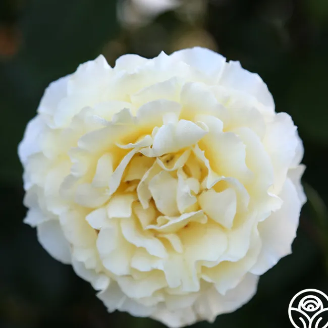 Irish Hope™>Heirloom Roses New