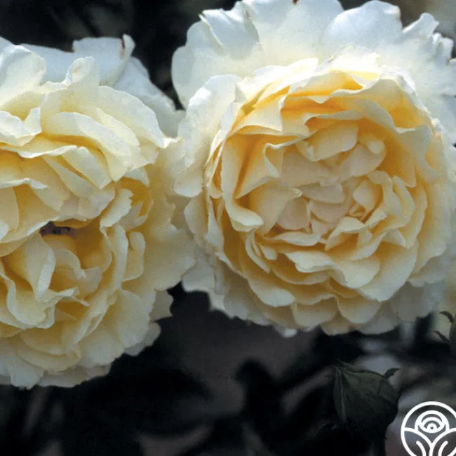 Irish Hope™>Heirloom Roses New
