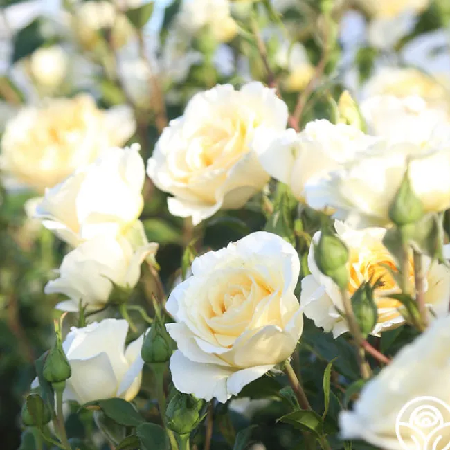 Irish Hope™>Heirloom Roses New