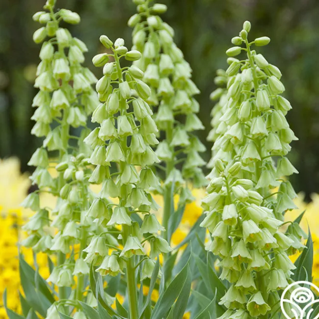 Ivory Bells>Heirloom Roses Clearance
