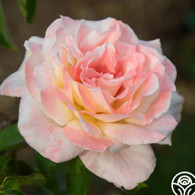 Ivory Tower>Heirloom Roses Discount