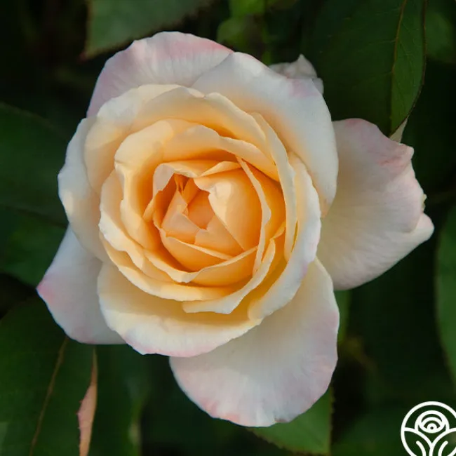 Ivory Tower>Heirloom Roses Discount