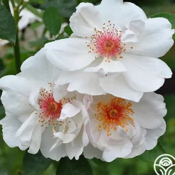 Jacqueline du Pré™>Heirloom Roses Outlet