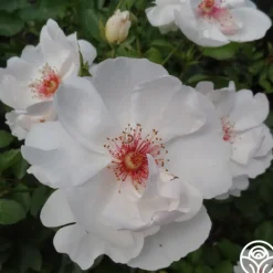 Jacqueline du Pré™>Heirloom Roses Outlet