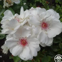 Jacqueline du Pré™><noscript><img width=