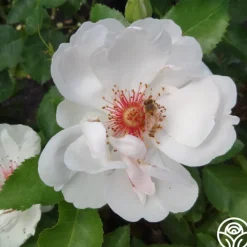 Jacqueline du Pré™><noscript><img width=