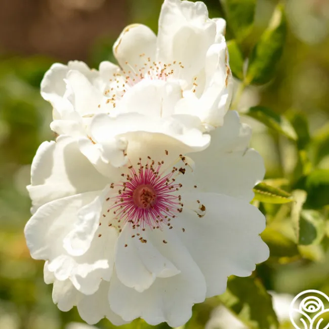 Jacqueline du Pré™>Heirloom Roses Outlet