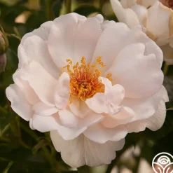 Jacqueline du Pré™><noscript><img width=