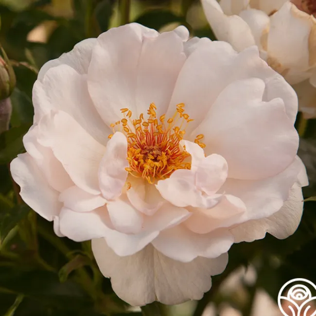 Jacqueline du Pré™>Heirloom Roses Outlet