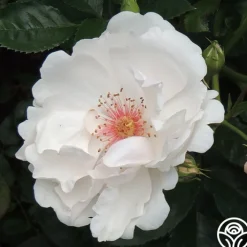 Jacqueline du Pré™><noscript><img width=