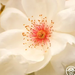 Jacqueline du Pré™><noscript><img width=