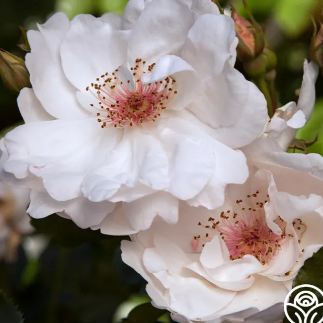 Jacqueline du Pré™>Heirloom Roses Outlet