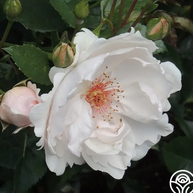Jacqueline du Pré™>Heirloom Roses Outlet