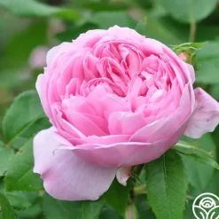 Jacques Cartier><noscript><img width=