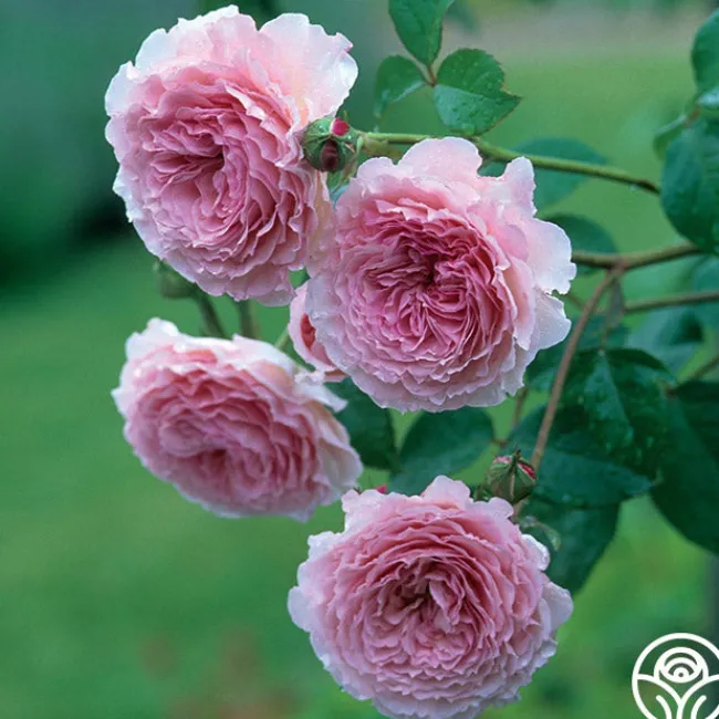 James Galway®>Heirloom Roses Hot